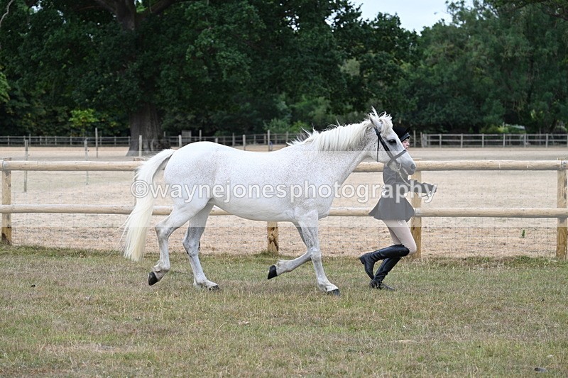 WJ7_8736 - Class 4a Prettiest Mare 14.2hh and over