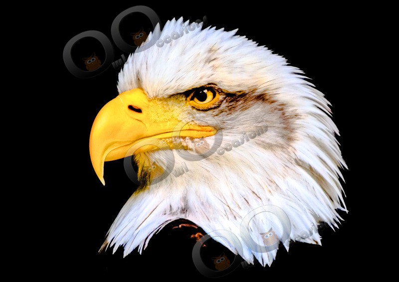 Bald eagle Haliaeetus leucocephalus-00125755 - BoP from around the world