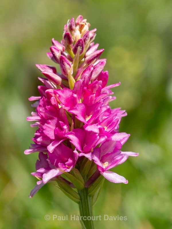 Hybrid vanilla orchid  G. x heufleri. This is a hybrid between Gymnadenia odoratissima  and G. rhellicani. - Wild Orchids