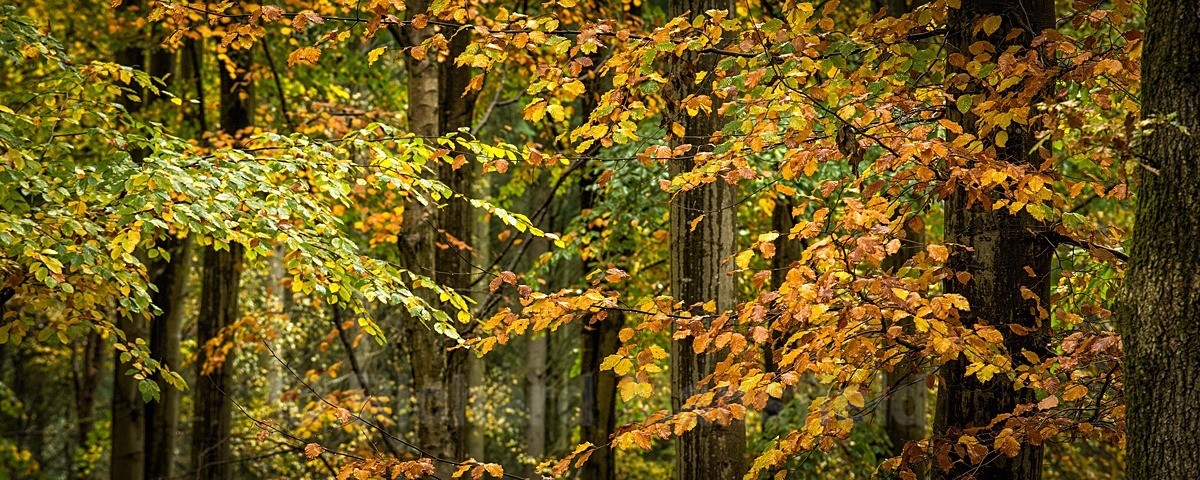  - Autumn
