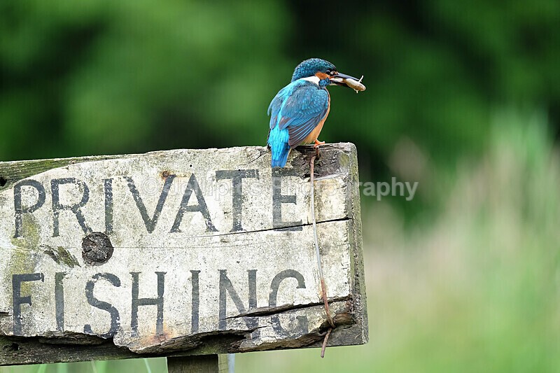  - Wildlife and Nature