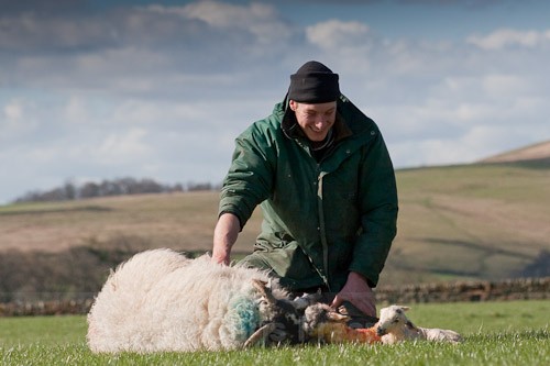 17 - The Lambing
