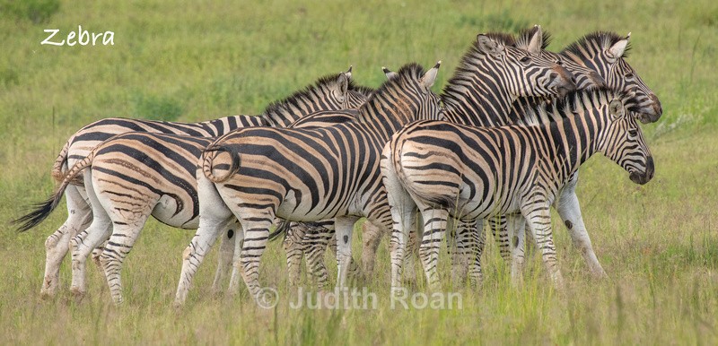  - South Africa Birds and Mammals