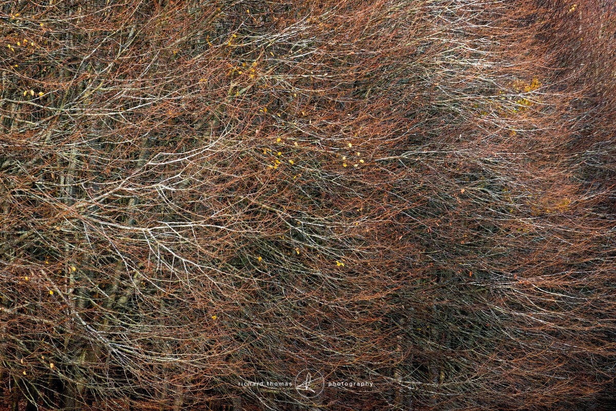 Deciduous wave - Woodland