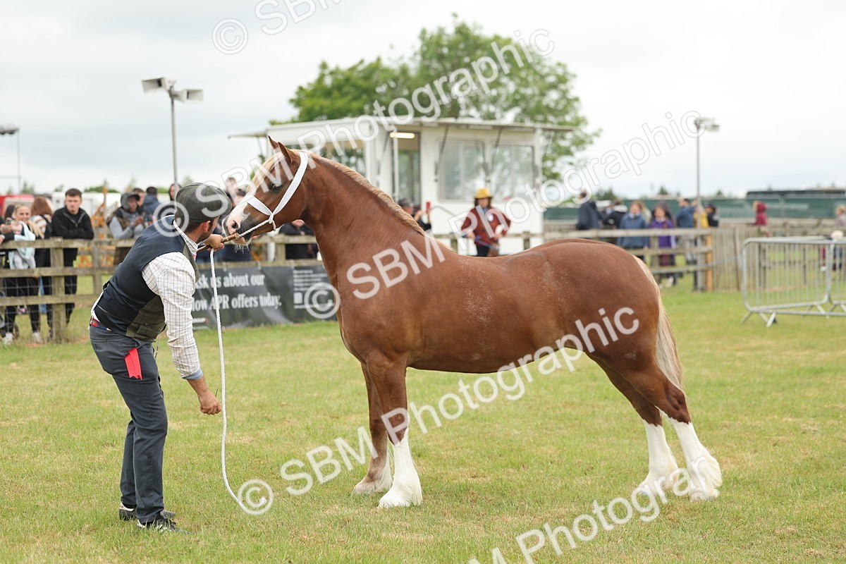 SBM_04935 - Class 50-57 - M&M Welsh Pony In Hand