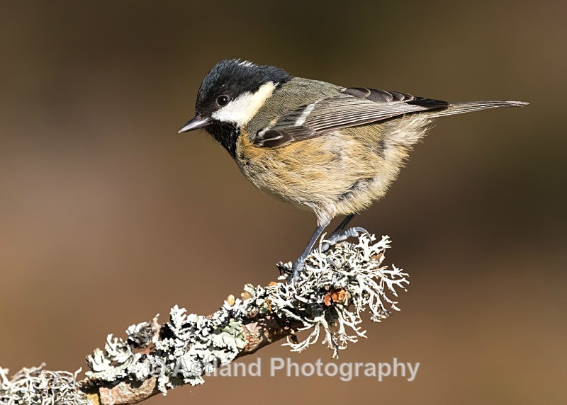 Astland Photography, Bird and Wildlife Images, Susan and Peter Wilson, U.K.