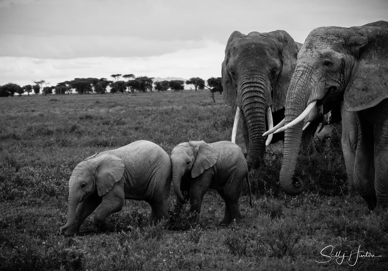 Tiny Elephant Calf 3