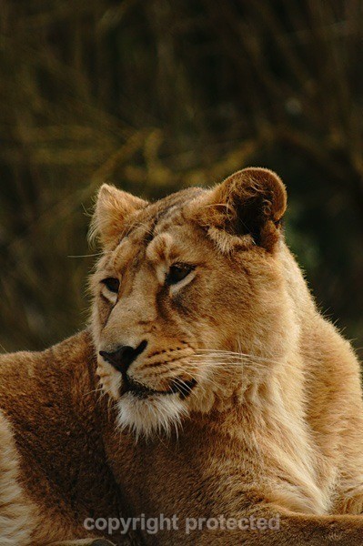 Asiatic Lioness (Cotswold Wildlife Park) - Asiatic Lions
