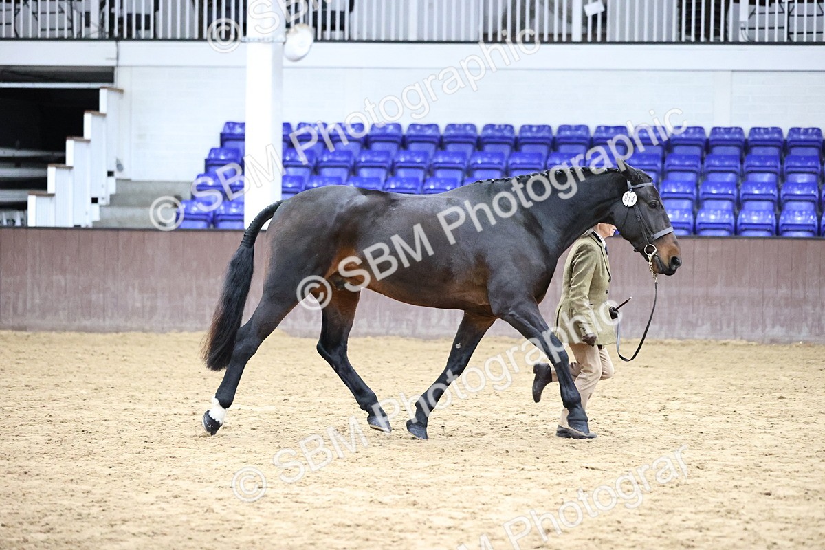 SBM_5751 - Class 3 - BSHA In Hand Show Hunter