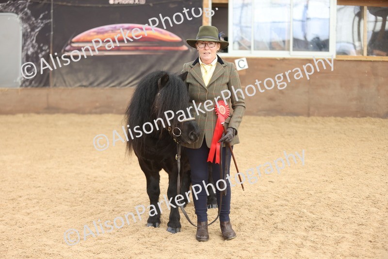 20251109-0086 - Class 4 - Stallions 4 Years and over