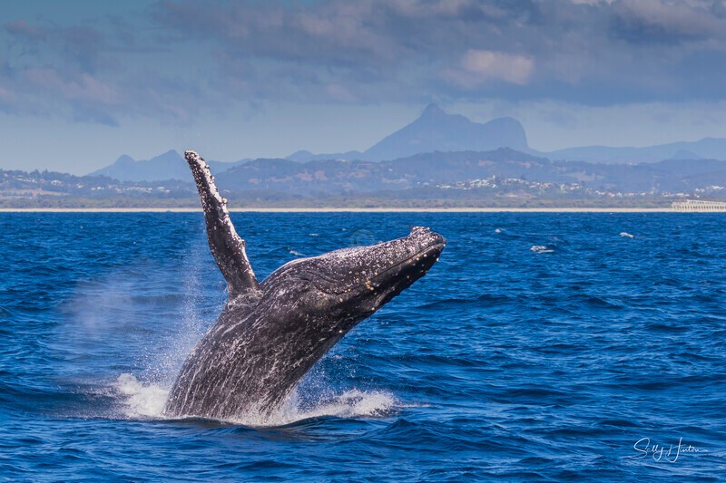 0A3A2689 - 2024 Whale Photos