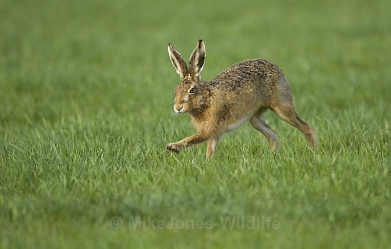 Brown Hare ref bh 2 - New, Brown Hare Gallery