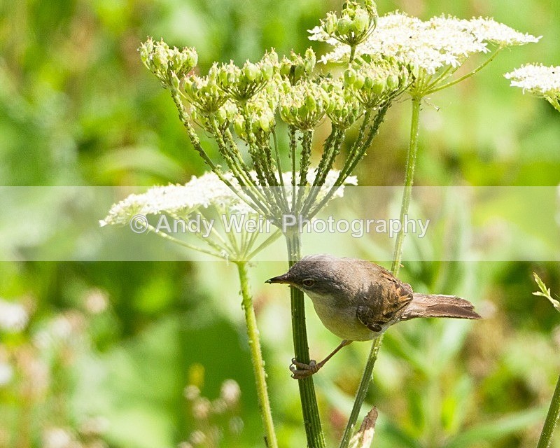 20110702-IMG_6171 - Whitethroat