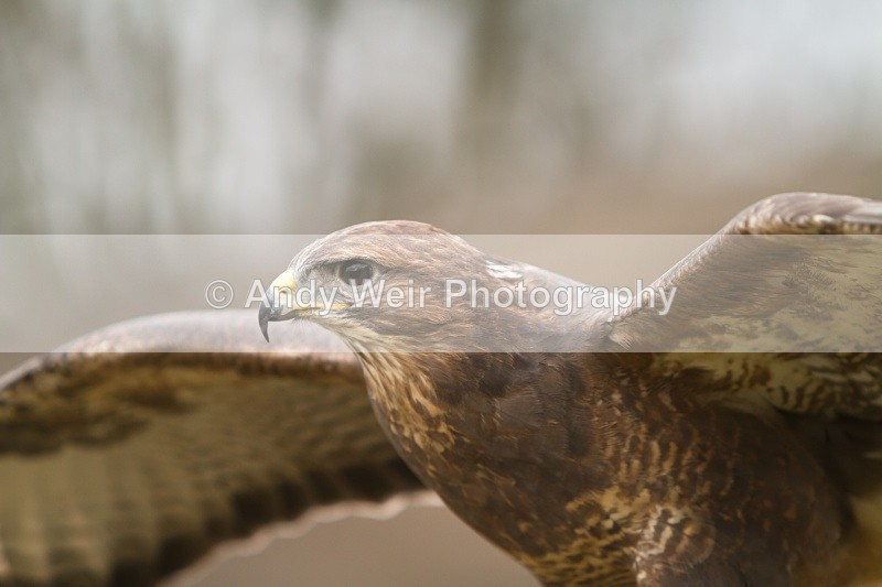20110312-IMG_2132 - Common Buzzard
