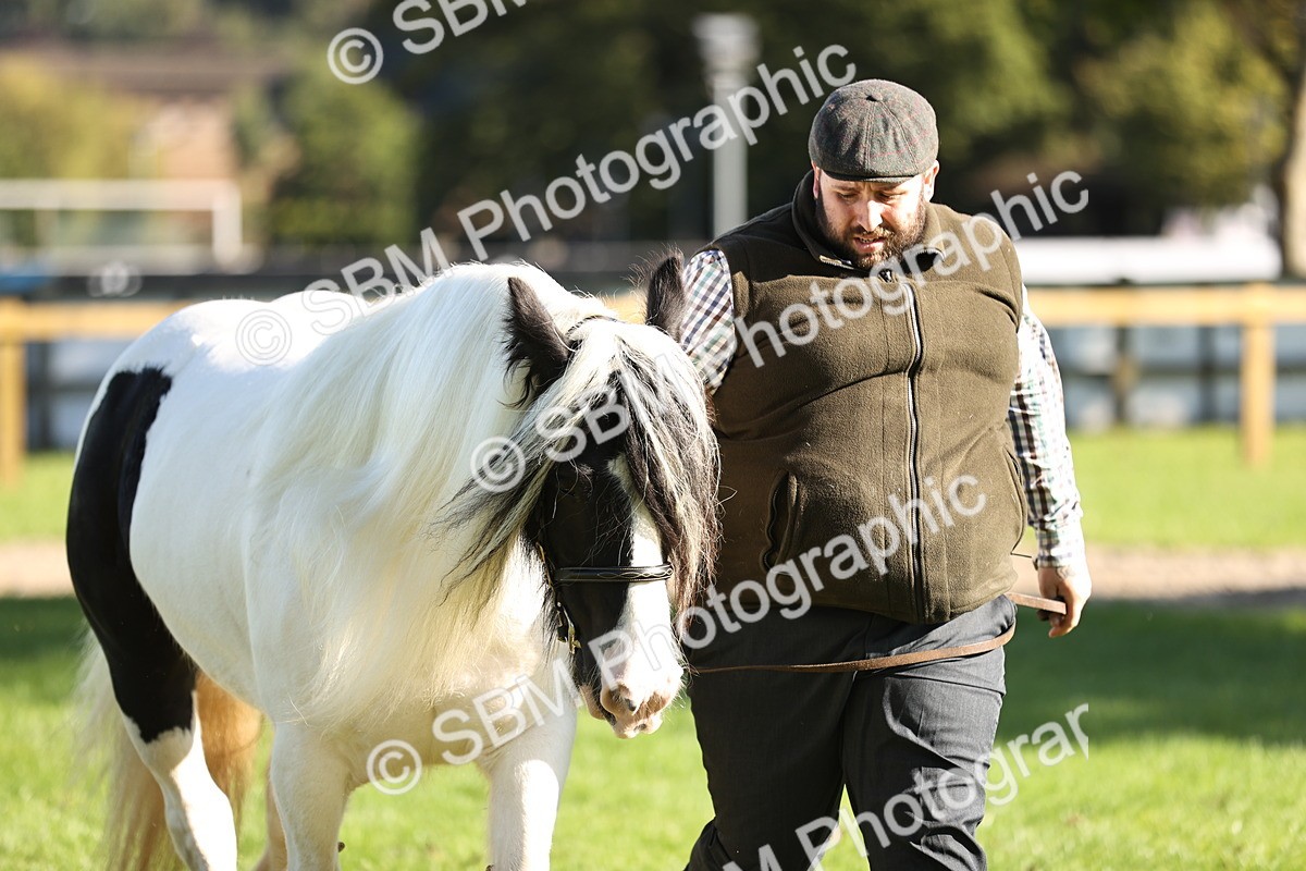 SBM_15913 - S1 - TSR in Hand Horse & Pony Showing