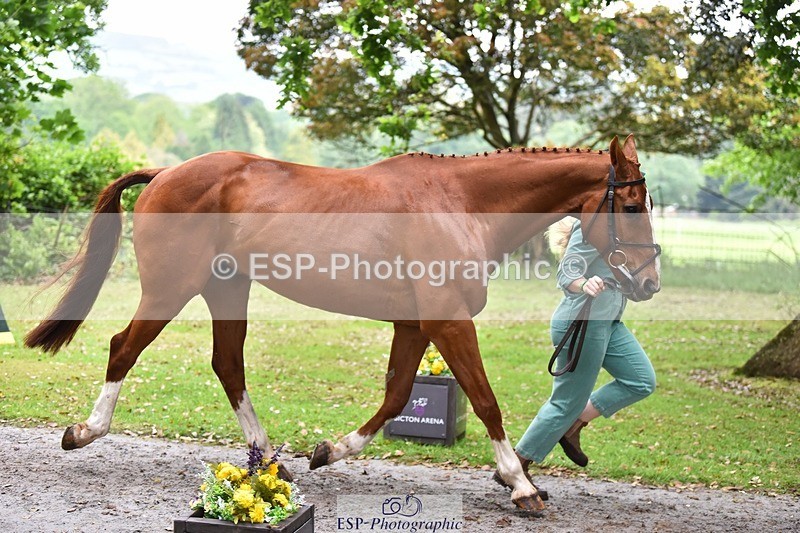 240522-171032-01438 - 251-MILESTONE_GOLD-Gaby_Bull