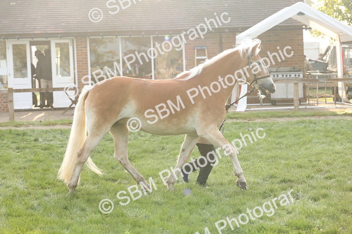 SBM_54419 - S51 - Foreign Breeds In Hand