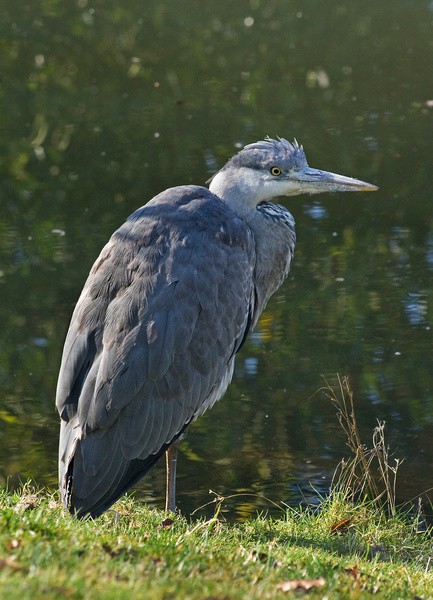 Heron - Wildlife