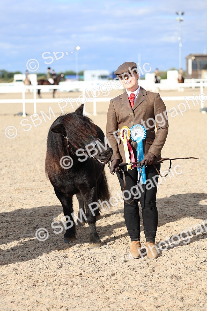 SBM_18789 - Class 317 - IH Pure Bred Horse-Pony