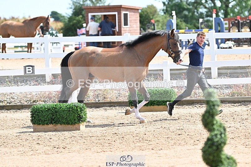 240717A-151701-02715 - Trot Up 3pm to 4pm