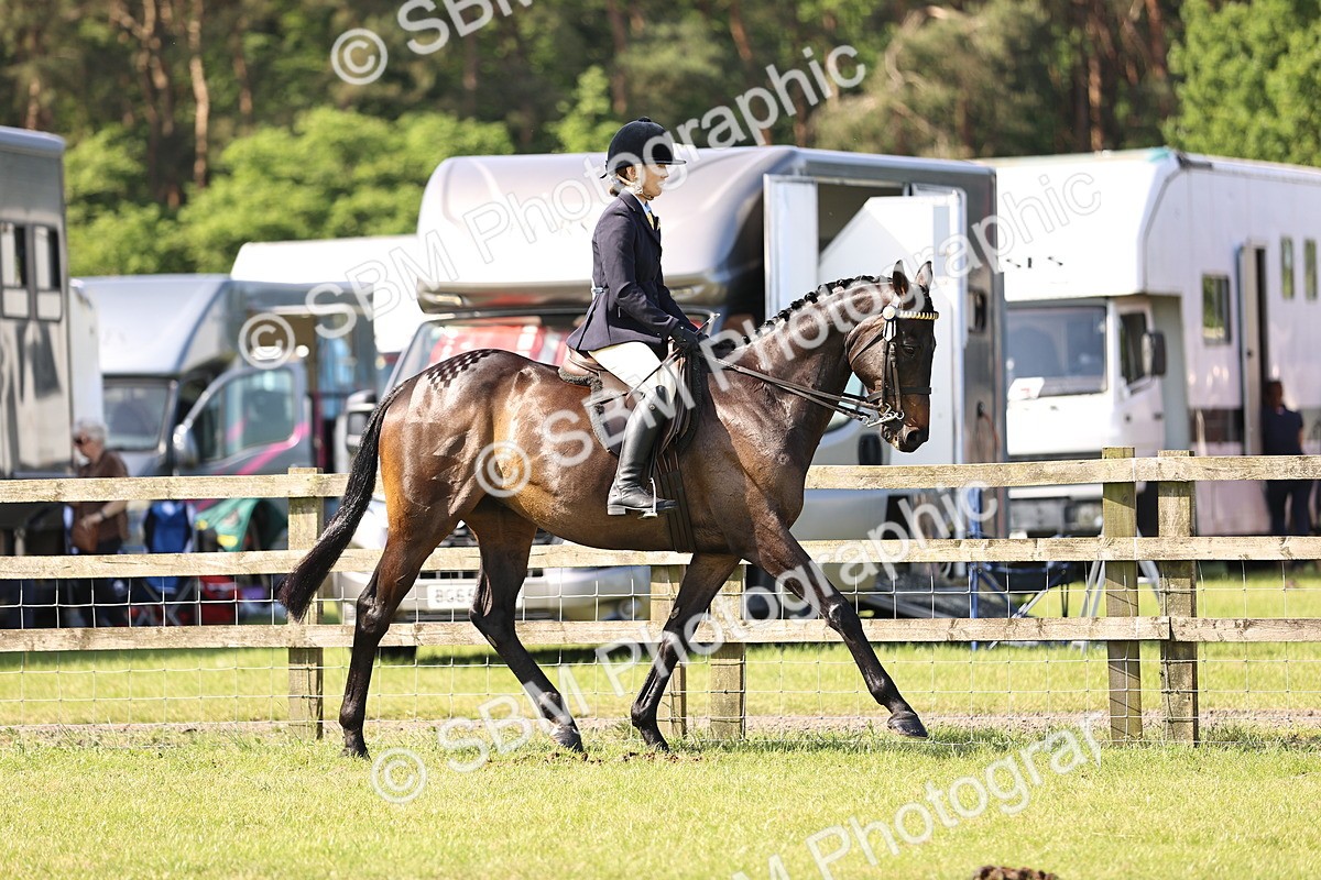 SBM_12881 - Class 75-76 LIHS BSHA Rising Star Hack Riding Horse