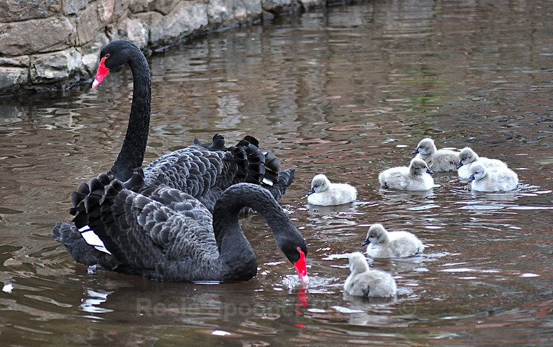 Black Swan parents and seven cygnets - Dawlish (mainly black swans)