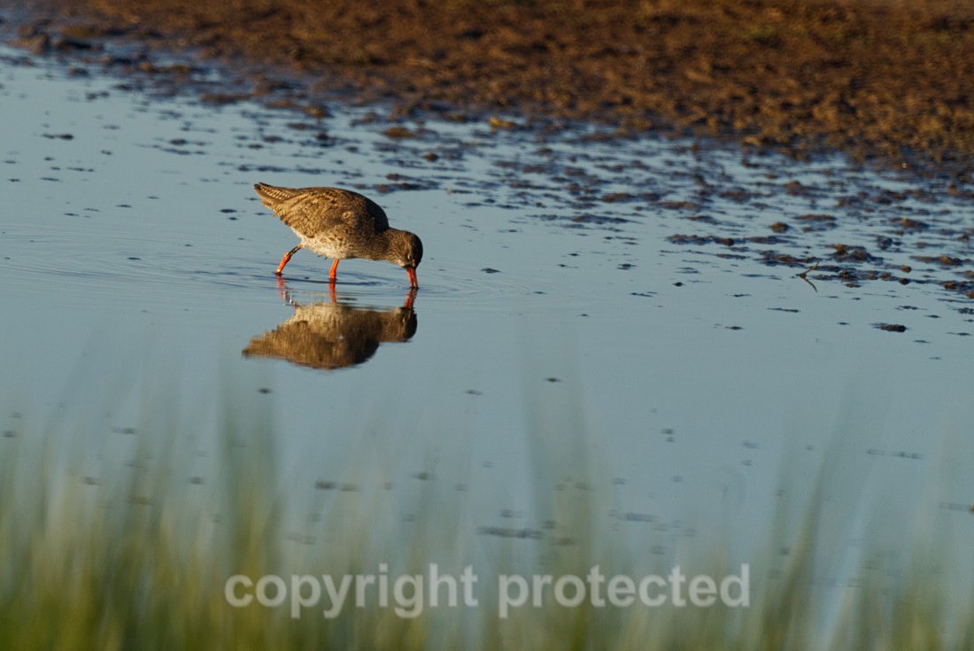 Redshank - Barthorp's Creek - Suffolk - Birds