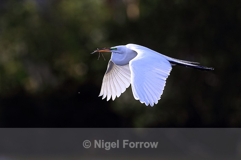 Great Egret & dark background, Venice Rookery, Florida - Great Egret