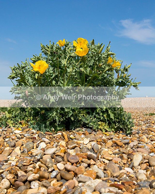 20140613-3K8A2368 - Plants & Flowers