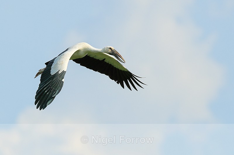 Asian Openbill flying with wings down, Gao Giong, Vietnam - Asian Openbill