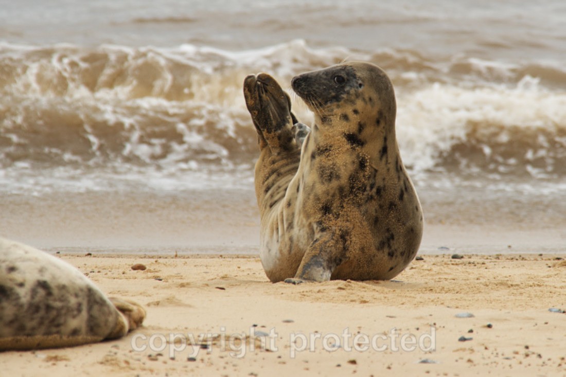 Young Grey Seal - Norfolk