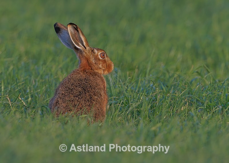Brown Hare - Latest Images