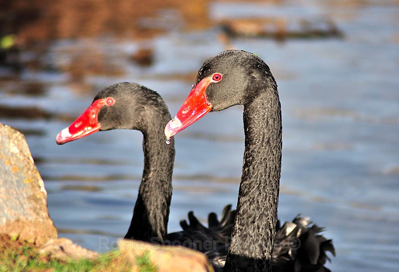 Male and female Black Swans - Dawlish (mainly black swans)