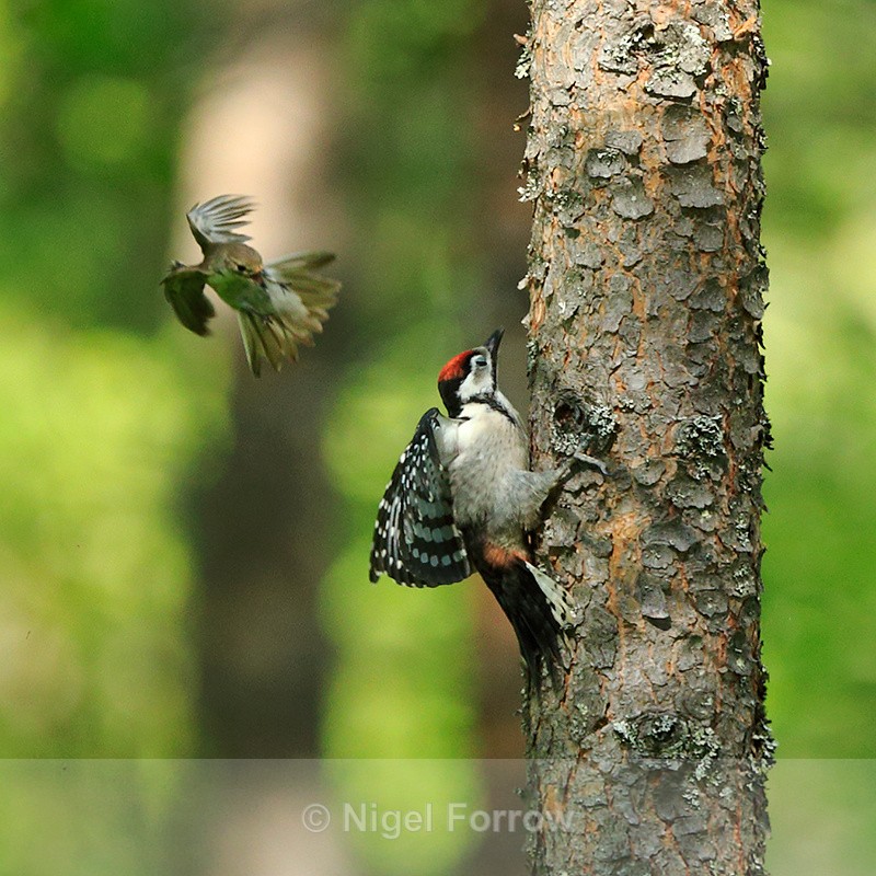 Pied Flycatcher (female) mobbing a Great Spotted Woodpecker - European Pied Flycatcher