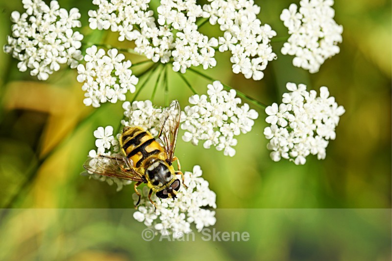 DSC00432 - Fauna