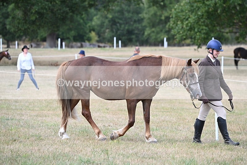 WJ6_6394 - Class 20 In-hand Cob