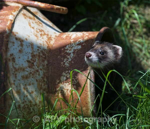  - Natures Photos with Bob Brind-Surch.