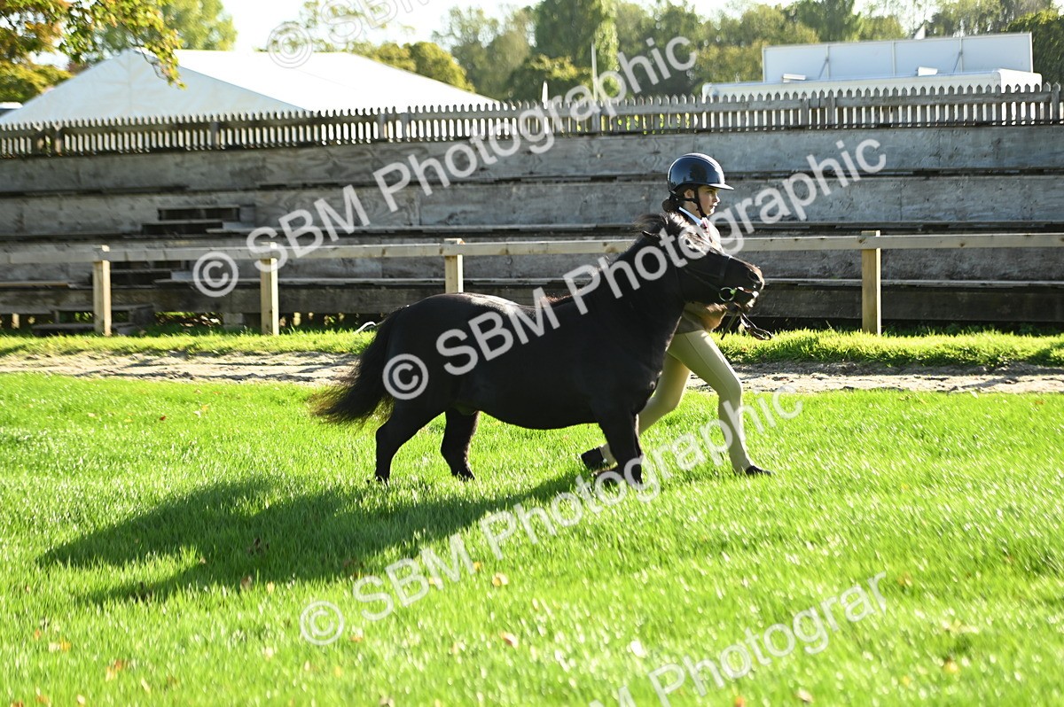 SBM_14757 - S1 - TSR in Hand Horse & Pony Showing
