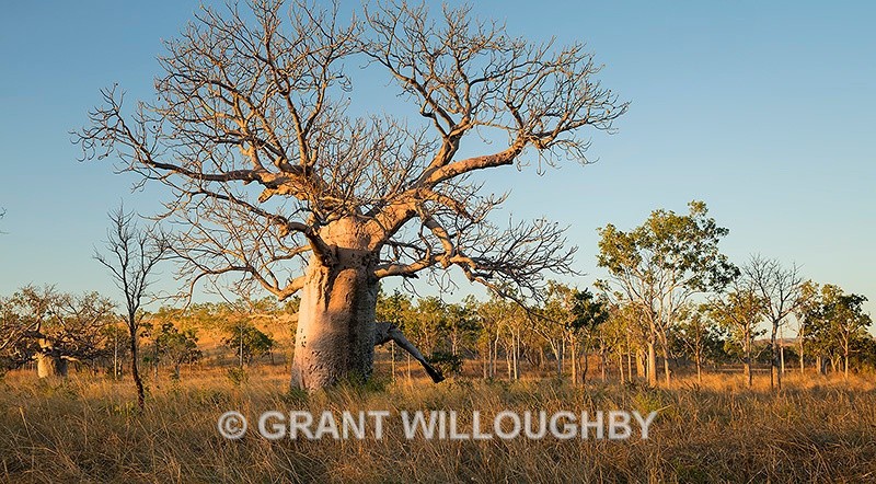 Boab Tree Northern Territory - Australia