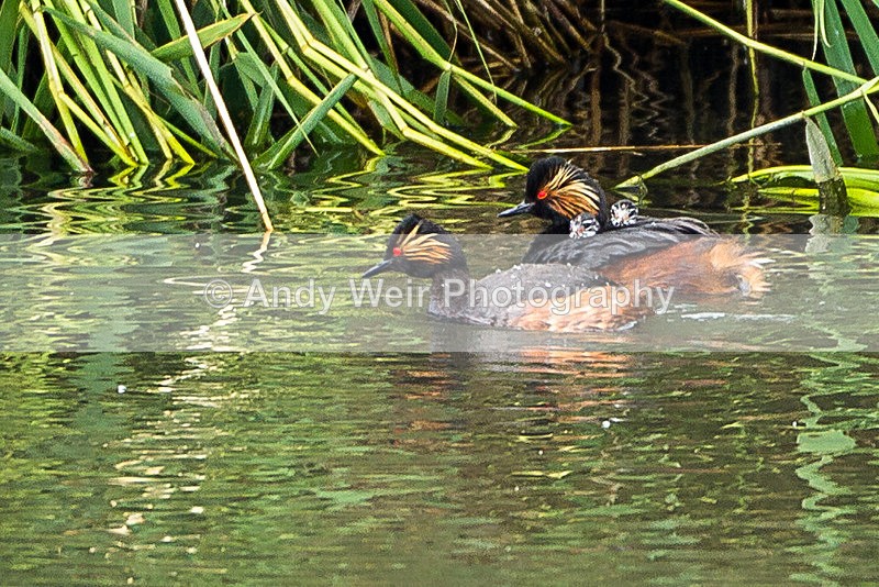 20130624-_MG_4409 - Black-necked Grebe