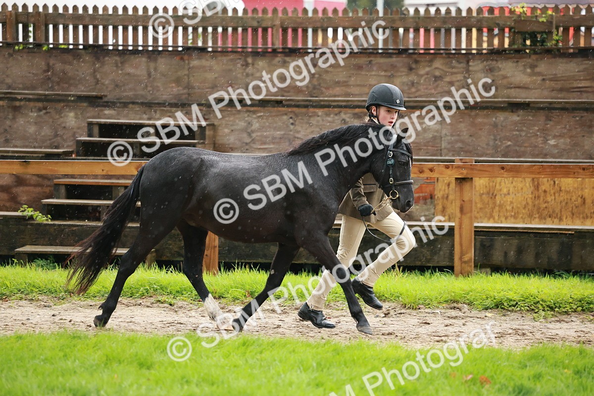 SBM_34879 - S10 - Best In Hand Horse & Pony