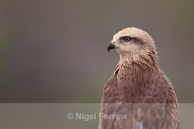 Black Kite portrait, Catalonia, Spain - Black Kite