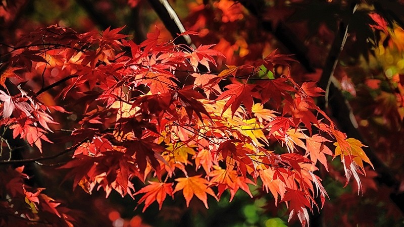 Autumn 8 Queenswood Oct Red Maple 4819 - Earth Element