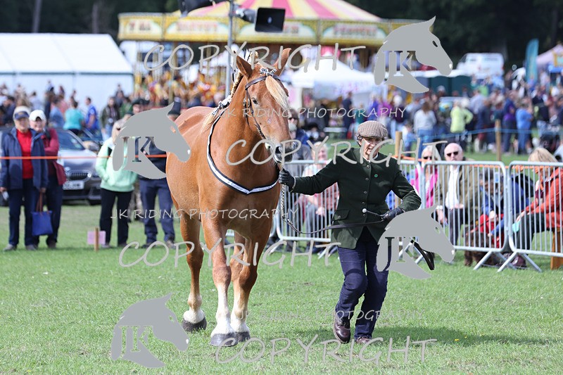 APP_3211 - Class 3 Youngstock