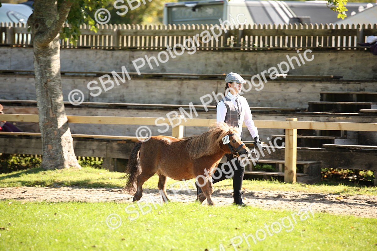 SBM_36550 - S10 - Best In Hand Horse & Pony