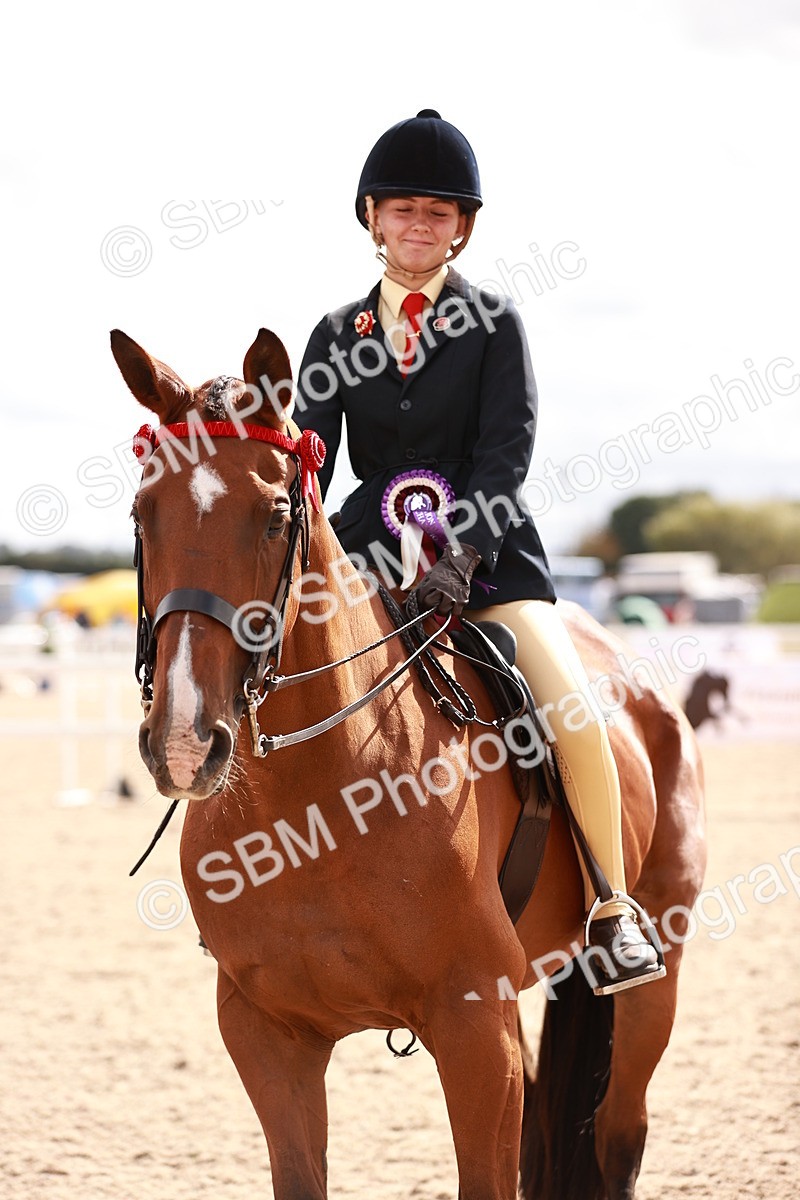 SBM_18345 - Class 417 - Handsome Gelding (IH or Ridden - JNR)