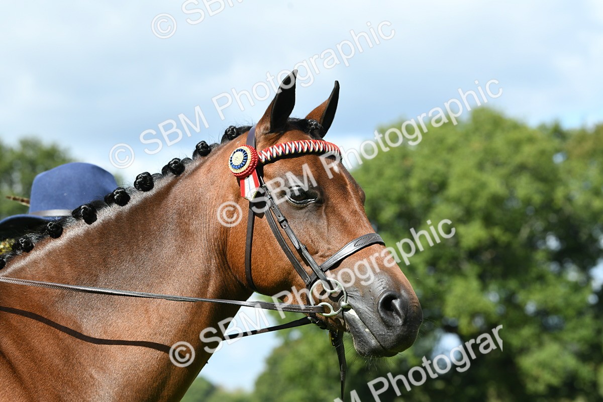 SBM_41237 - S19 - Lead Rein Show & Show Hunter Pony