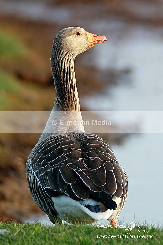 Greylag Goose 300412  6 - Nature