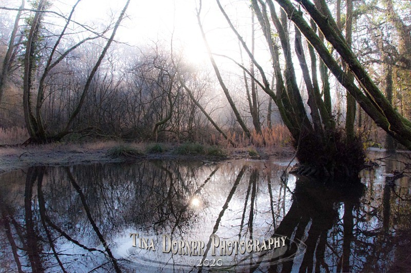 Reflections on pond near Cannop. Winter Landscape portfolio by Tina Dorner Photography,  Forest of Dean and Wye Valley, Gloucestershire
