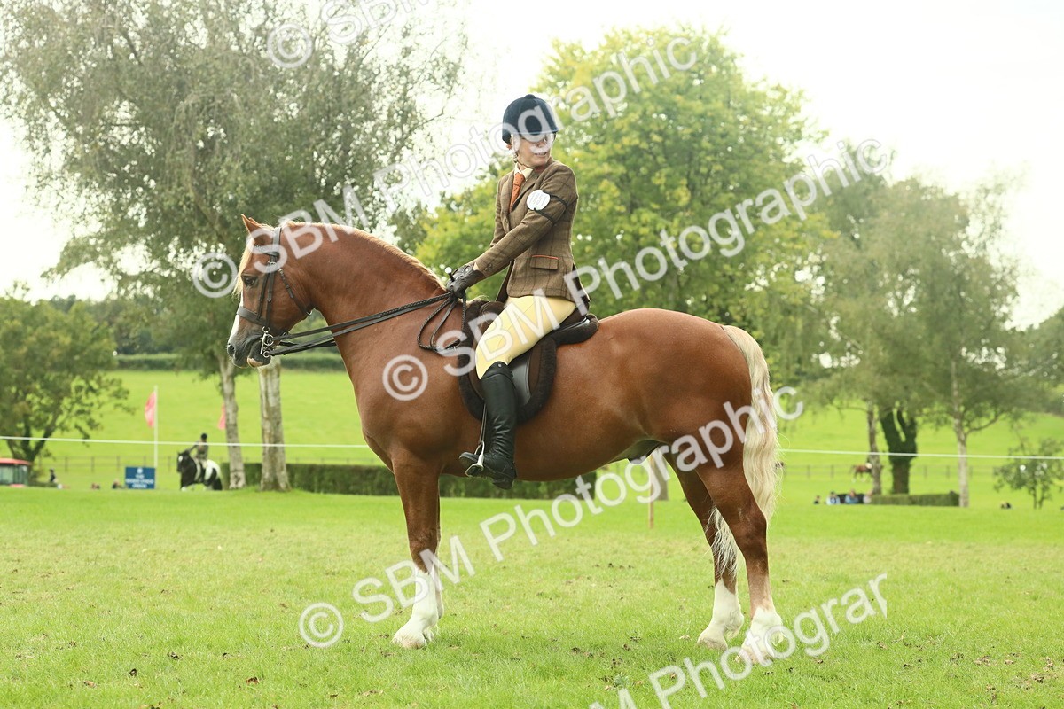 SBM_72282 - S60 - Mountain & Moorland Ridden Large Breeds